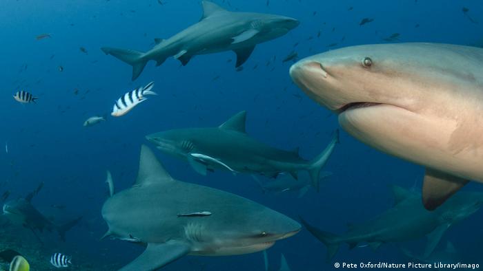 Los tiburones toro son capaces de establecer «amistades» que pueden durar varios años Los tiburones toro son capaces de establecer