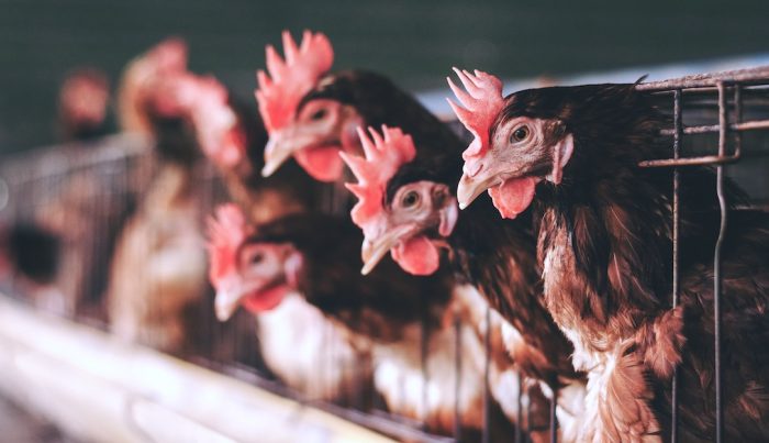 Comisión Europea determina que la producción animal en jaulas debe acabar Comisión Europea determina que la producción animal en jaulas debe acabar