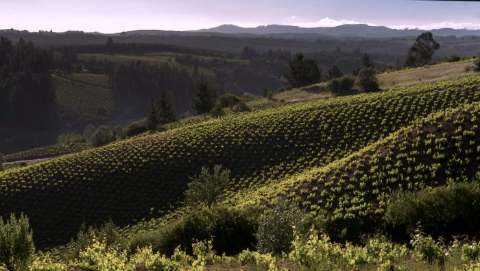 Viña chilena recibió el más alto reconocimiento en Decanter World Wine Awards 2021 Viña chilena recibió el más alto reconocimiento en Decanter World Wine Awards 2021