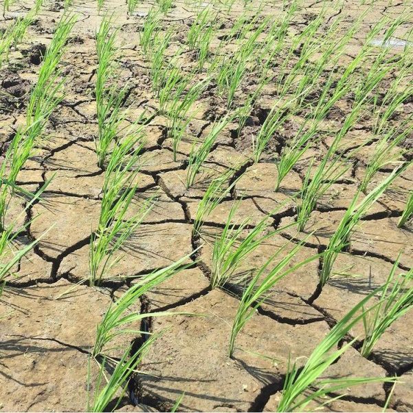 Científico chileno participa en investigación internacional para entender cómo las plantas perciben la sequía y falta de nutrientes Científico chileno participa en investigación internacional para entender cómo las plantas perciben la sequía y falta de nutrientes
