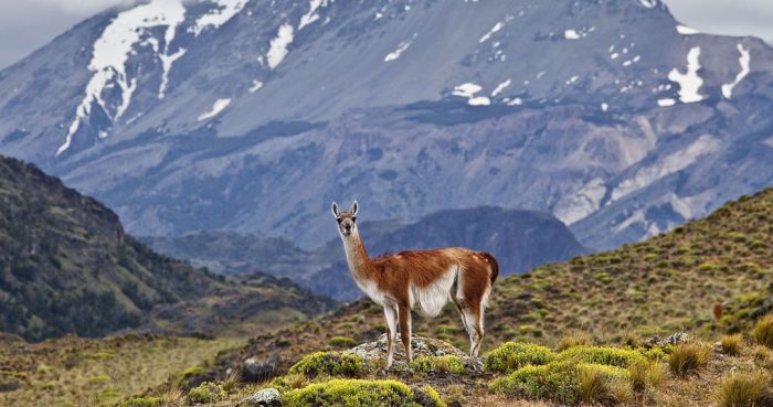 Estrategia de Comunidades Portal: aportando a los desafíos de la conservación en la Patagonia chilena Estrategia de Comunidades Portal: aportando a los desafíos de la conservación en la Patagonia chilena