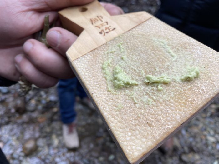 Avanza la producción de wasabi chileno con un fuerte interés desde Miami Avanza la producción de wasabi chileno con un fuerte interés desde Miami