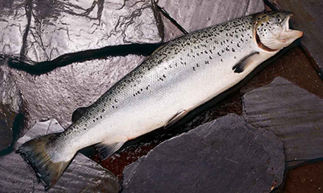Investigación analizará contaminación acústica de las salmoneras y su impacto en el entorno Investigación analizará contaminación acústica de las salmoneras y su impacto en el entorno