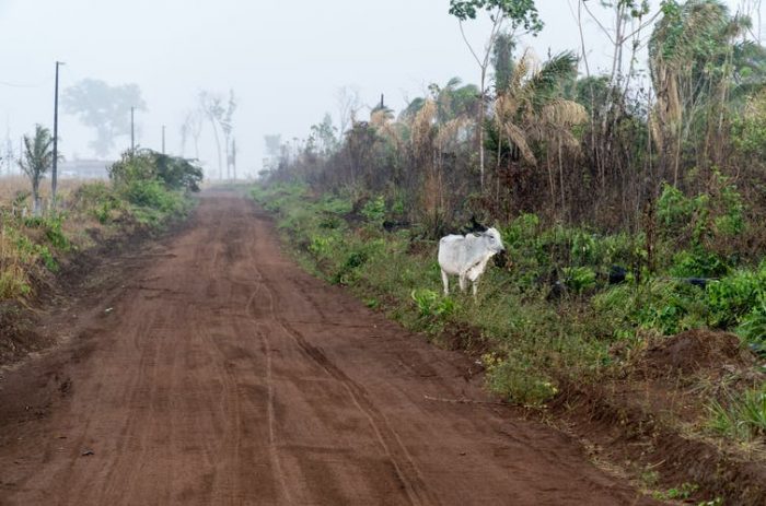 El impacto ambiental de la carne es innegable El impacto ambiental de la carne es innegable