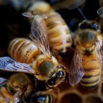 Cócteles de pesticidas: la combinación mortal que está matando a las abejas en todo el mundo