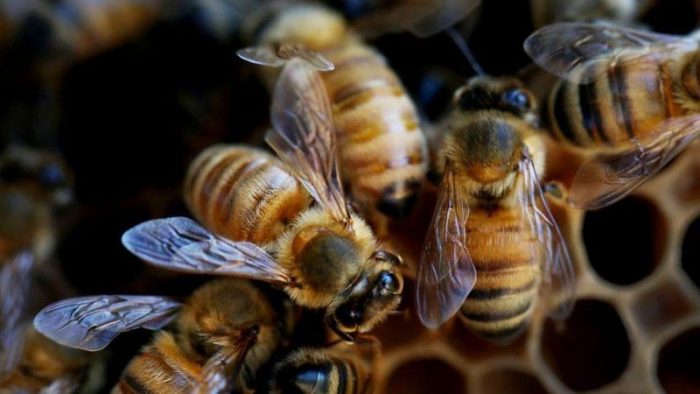 Cócteles de pesticidas: la combinación mortal que está matando a las abejas en todo el mundo Cócteles de pesticidas: la combinación mortal que está matando a las abejas en todo el mundo