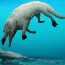 La nueva especie de ballena de cuatro patas que descubrieron en Egipto