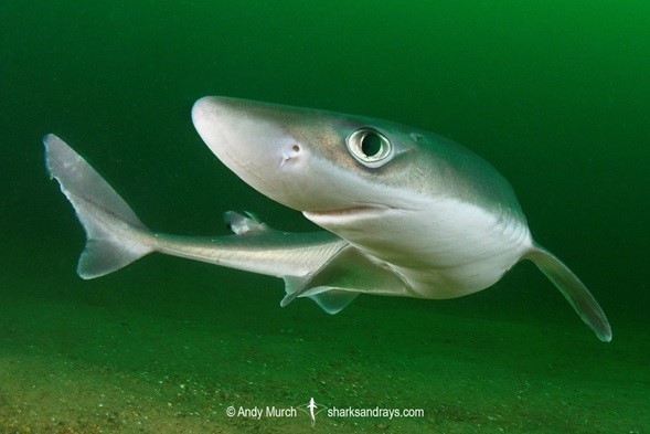 La guía sobre tiburones y especies afines del sur de Chile La guía sobre tiburones y especies afines del sur de Chile