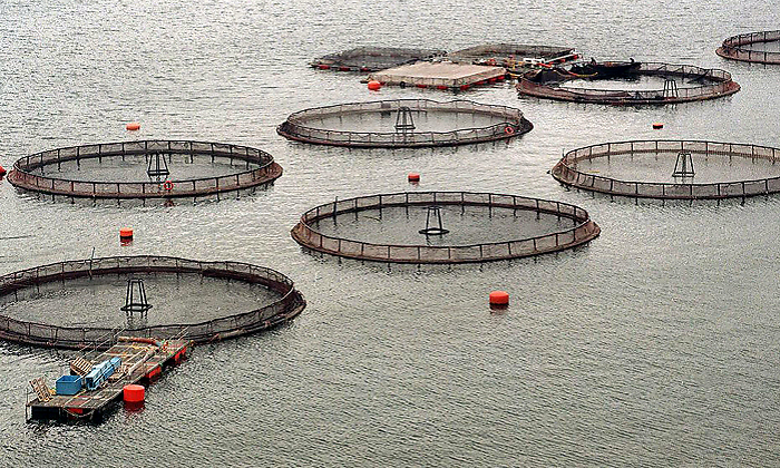 Comisión de Pesca postergó proyecto para prohibir las salmoneras en áreas protegidas