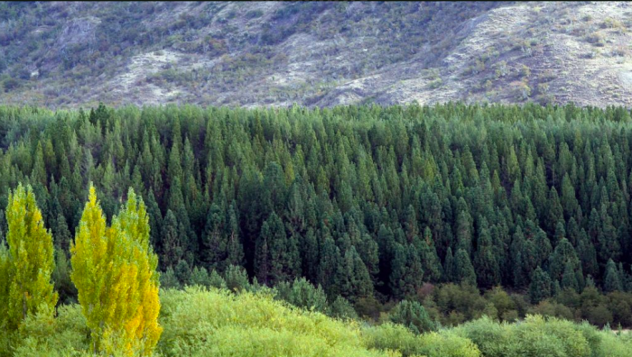 Centros científicos chilenos llaman a suspender forestación con especies exóticas en la Patagonia por cambio climático