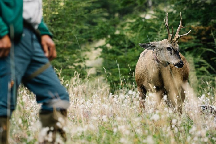 Tras casi 30 años, Tompkins Conservation Chile cambia de nombre: ahora es Rewilding Chile Tras casi 30 años, Tompkins Conservation Chile cambia de nombre: ahora es Rewilding Chile