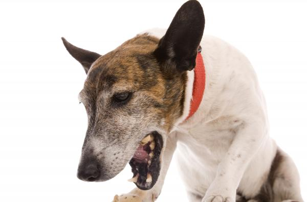 Veterinarios alertan por aumento de casos de «tos de las perreras» Veterinarios alertan por aumento de casos de