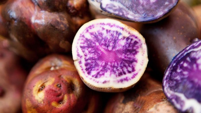 Ajo y papa nativa chilote, una tradición que hoy recorre todo Chile gracias a la innovación Ajo y papa nativa chilote, una tradición que hoy recorre todo Chile gracias a la innovación