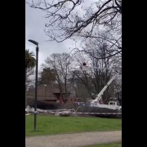 Insólito: talan árbol en Concepción y se desploma sobre monumento a Simón Bolívar