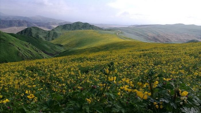Qué son los «oasis de niebla» de los desiertos de Chile y Perú y cómo es su riqueza de plantas únicas en el mundo Qué son los