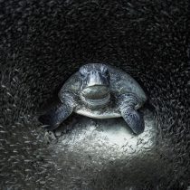 Ocean Photographer of the Year: las mejores fotos de la vida marina de 2021