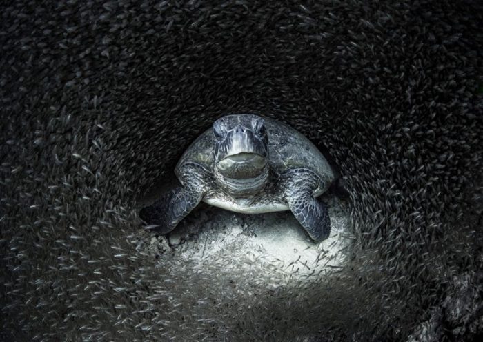 Ocean Photographer of the Year: las mejores fotos de la vida marina de 2021 Ocean Photographer of the Year: las mejores fotos de la vida marina de 2021