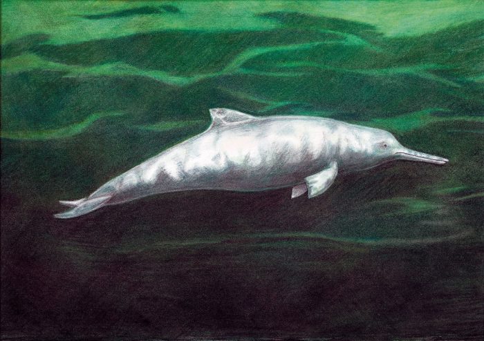 Descrubren una nueva especie de delfín que vivió hace 7 millones de años Descrubren una nueva especie de delfín que vivió hace 7 millones de años