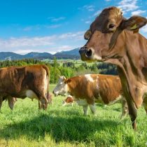Revelan el nivel real de las emisiones de gases de efecto invernadero de la cría de animales