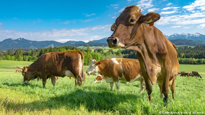 Revelan el nivel real de las emisiones de gases de efecto invernadero de la cría de animales Revelan el nivel real de las emisiones de gases de efecto invernadero de la cría de animales