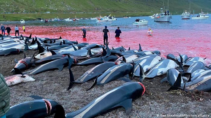 Matanza «tradicional» de 1.400 delfines en las islas Feroe indigna al mundo Matanza