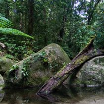 Australia devuelve el Parque Nacional de Daintree, la selva tropical más antigua del mundo, al pueblo Kuku Yalanji Oriental