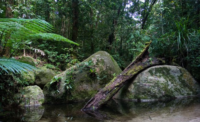 Australia devuelve el Parque Nacional de Daintree, la selva tropical más antigua del mundo, al pueblo Kuku Yalanji Oriental Australia devuelve el Parque Nacional de Daintree, la selva tropical más antigua del mundo, al pueblo Kuku Yalanji Oriental