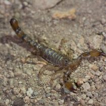 Hallazgo de 11 nuevas especies de arácnidos e insectos en la Región de Coquimbo
