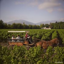 Viñas se preparan para celebrar Fiestas Patrias