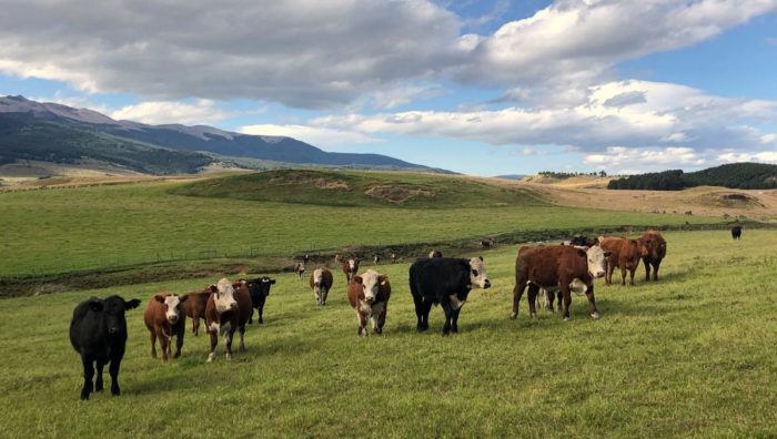 El dogma de las carnes rojas y el nuevo enfoque de la matriz alimentaria El dogma de las carnes rojas y el nuevo enfoque de la matriz alimentaria