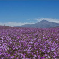 ¿Regar el desierto? Destruyendo el patrimonio natural y evolutivo de Chile