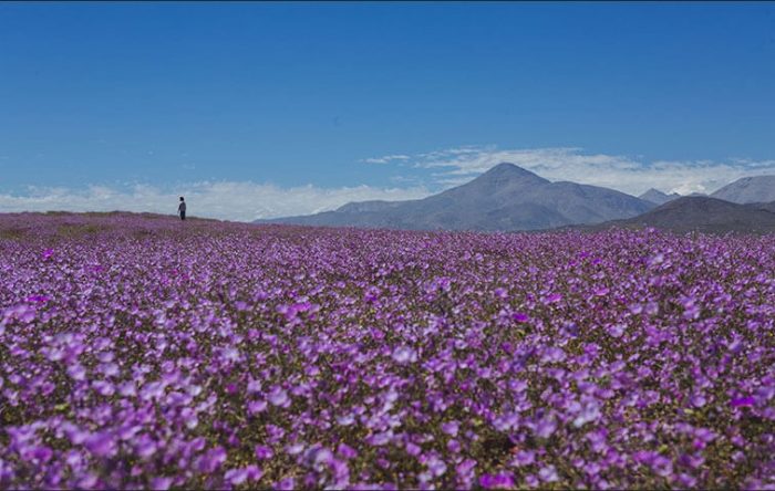 Desierto florido Desierto florido
