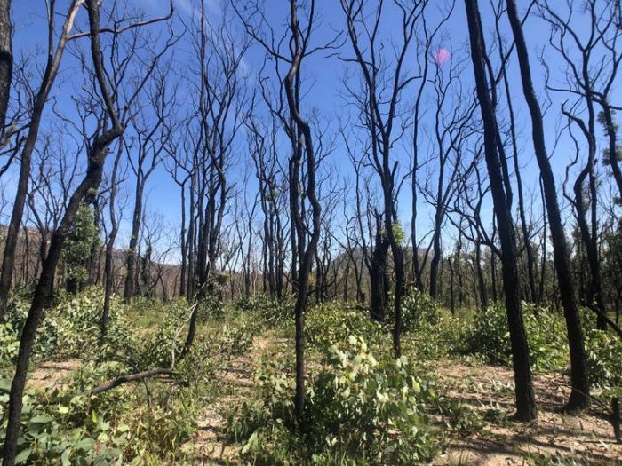 El cambio climático está poniendo a prueba la resistencia al fuego de los bosques autóctonos El cambio climático está poniendo a prueba la resistencia al fuego de los bosques autóctonos