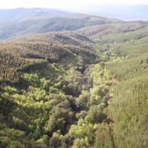 Presentan primera guía para monitorear restauración de bosques en Chile