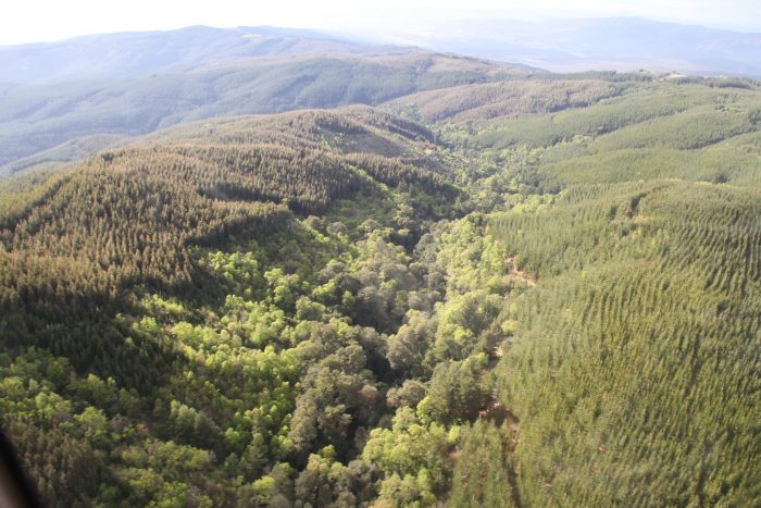 Presentan primera guía para monitorear restauración de bosques en Chile