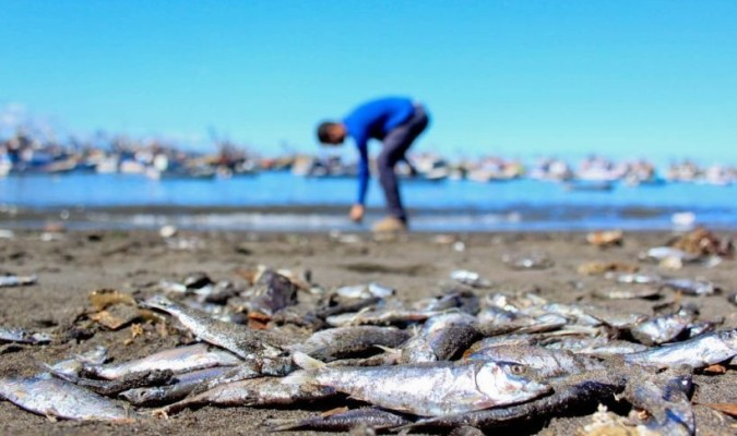 Tarjeta roja: informe revela el impacto de la industria salmonera en los DD.HH. Tarjeta roja: informe revela el impacto de la industria salmonera en los DD.HH.