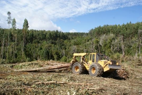 Llaman a incluir las plantaciones forestales en el Sistema de Evaluación de Impacto Ambiental