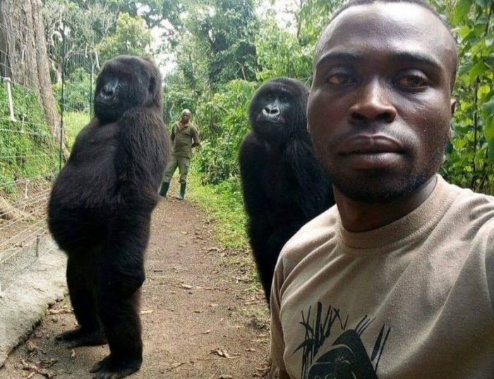Ndakasi: la historia de la gorila que se volvió famosa por un selfie con un guardabosques y murió en brazos de su cuidador Ndakasi: la historia de la gorila que se volvió famosa por un selfie con un guardabosques y murió en brazos de su cuidador