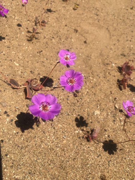 Lanzan oficialmente campaña de monitoreo del desierto florido Lanzan oficialmente campaña de monitoreo del desierto florido
