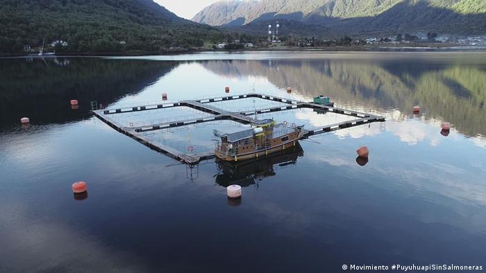 Patagonia chilena: ambientalistas exigen que salmoneras salgan de áreas protegidas Patagonia chilena: ambientalistas exigen que salmoneras salgan de áreas protegidas