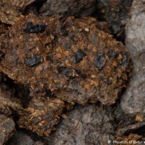 Descubren que los humanos ya disfrutaban del queso azul y la cerveza hace 2.700 años