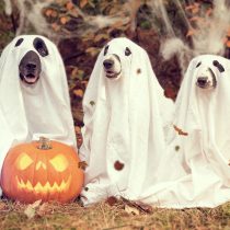 ¿Dulce o premio? protege a tu mascota este Halloween