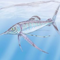 Paleontólogos realizan inéditos hallazgos de peces que habitaron la zona central del país en la época de los dinosaurios