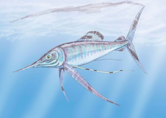 Paleontólogos realizan inéditos hallazgos de peces que habitaron la zona central del país en la época de los dinosaurios
