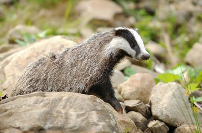 ¿Por qué es importante vigilar la salud de la fauna silvestre? ¿Por qué es importante vigilar la salud de la fauna silvestre?