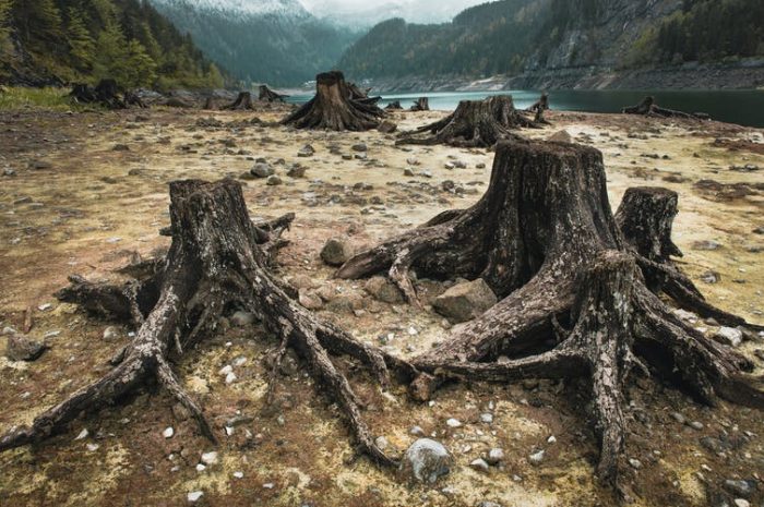 Las consecuencias de la crisis de biodiversidad para los ecosistemas y los humanos Las consecuencias de la crisis de biodiversidad para los ecosistemas y los humanos