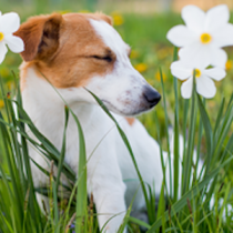 Alergias: los principales problemas de mascotas en primavera