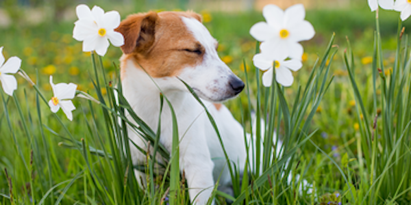 Alergias: los principales problemas de mascotas en primavera