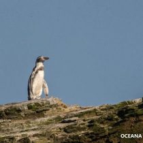 Destacadas científicas llaman a proteger el Archipiélago Humboldt y a rechazar los proyectos Dominga y Cruz Grande