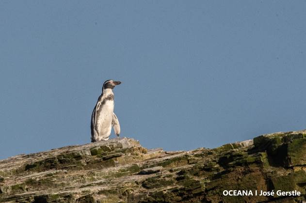 Destacadas científicas llaman a proteger el Archipiélago Humboldt y a rechazar los proyectos Dominga y Cruz Grande Destacadas científicas llaman a proteger el Archipiélago Humboldt y a rechazar los proyectos Dominga y Cruz Grande